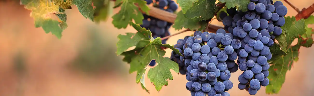 Wine Cruises