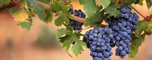 Wine Cruise