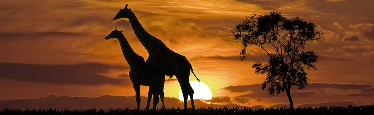 Africa Cruises