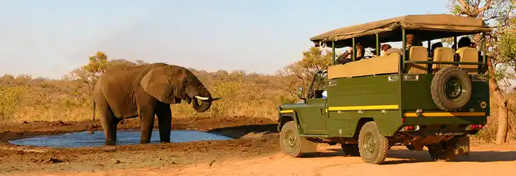 Safari Tours
