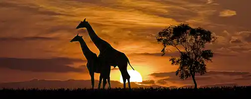 Africa Cruises