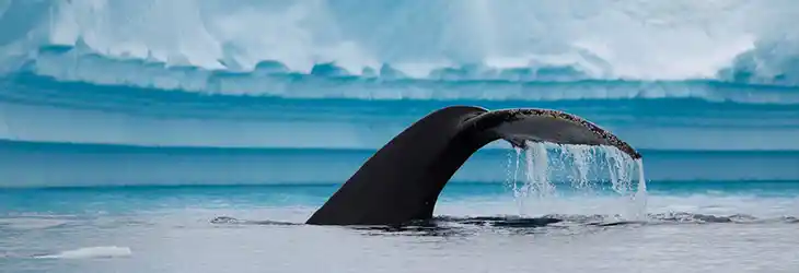 Whale Watching