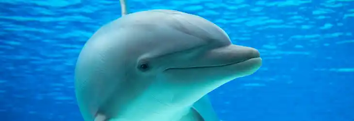 Swimming with the Dolphins