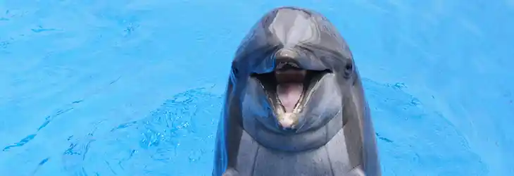 Swimming with Dolphins