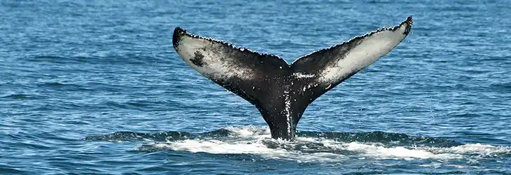 Whale Watching