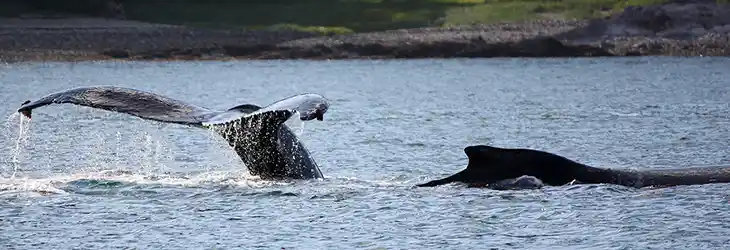 Whale Watching