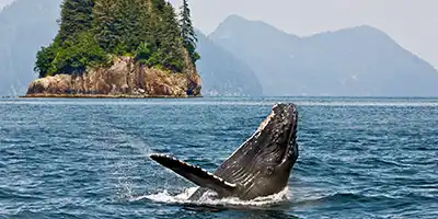 Humpack Whale