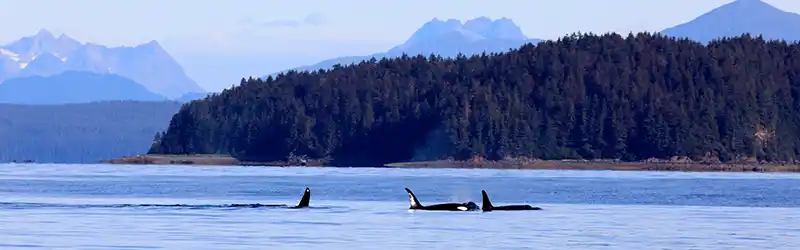 Icy Strait Point