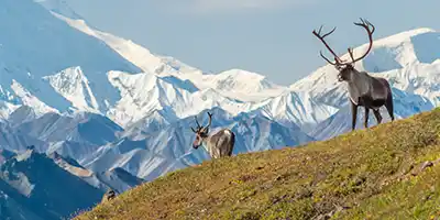Wildlife