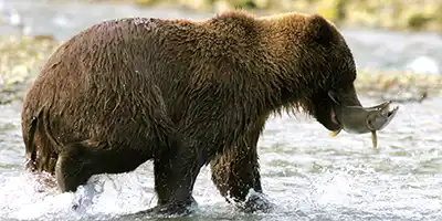 Alaska Bear