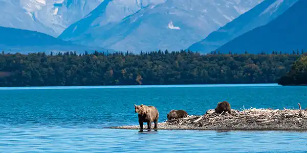 Wildlife