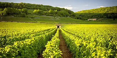 Vineyard in Bordeaux, France